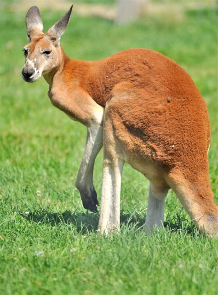 Kangaroo Alpha Male: The King of the Australian Outback